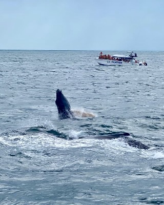 Passeio de Baleias em Samaná 2 baleia-baia-samana