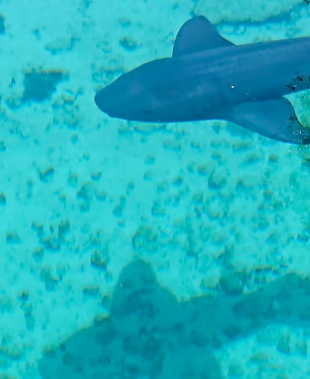 Tem tubarões em Punta Cana? 5 tubarao piscina natural saona